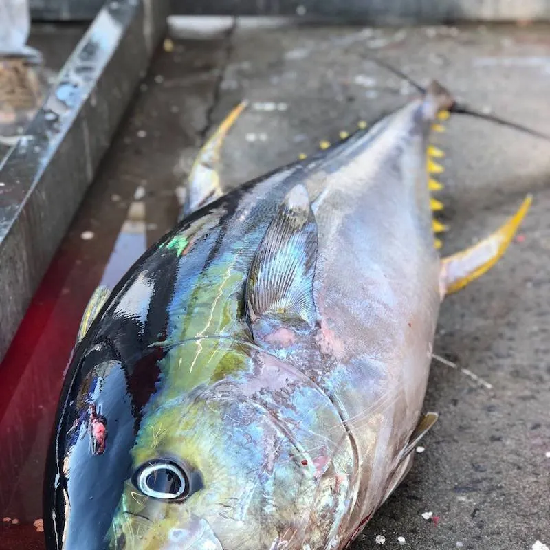 The most recent Yellowfin tuna catches on Fishbrain
