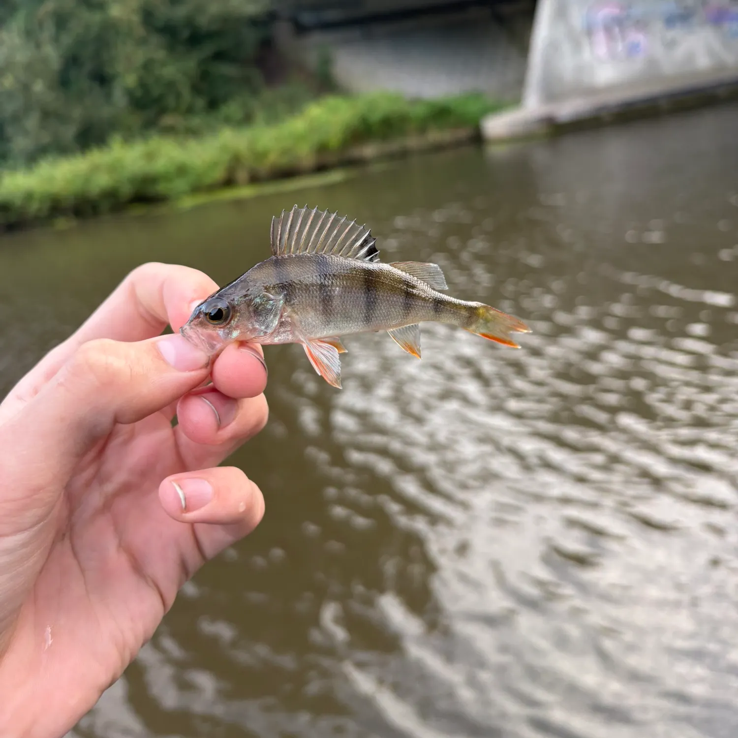 European perch caught on Fishbrain