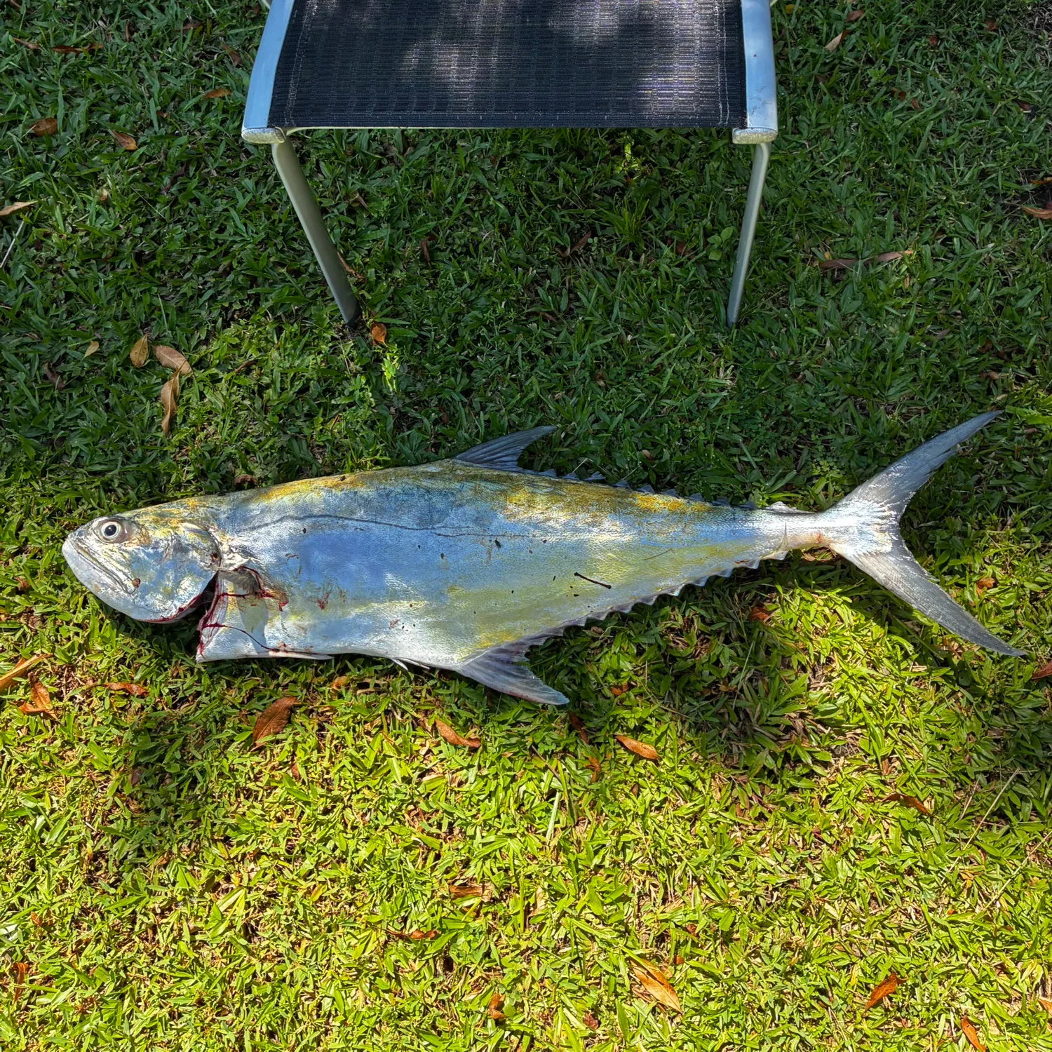 The most recent Talang queenfish catches on Fishbrain