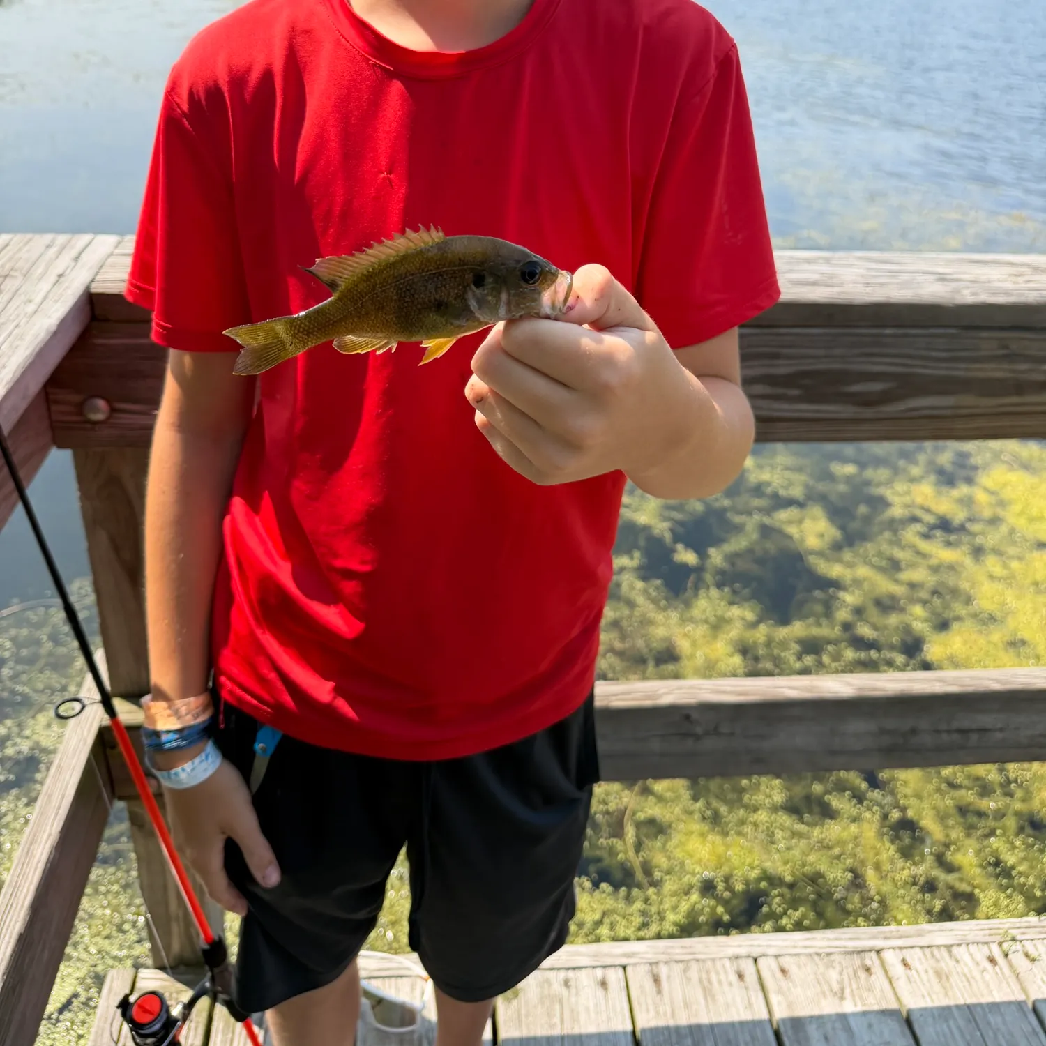 Green sunfish caught on Fishbrain