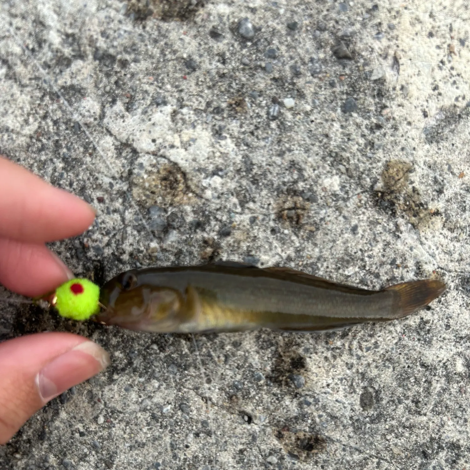 Round goby caught on Fishbrain