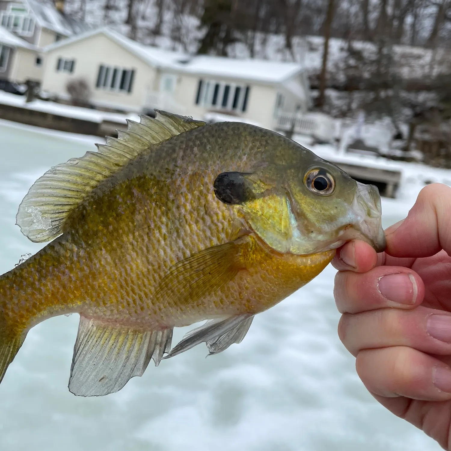 The most recent Pumpkinseed catches on Fishbrain