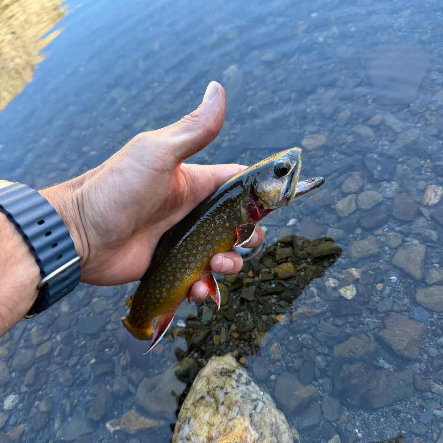 Brook trout caught on Fishbrain