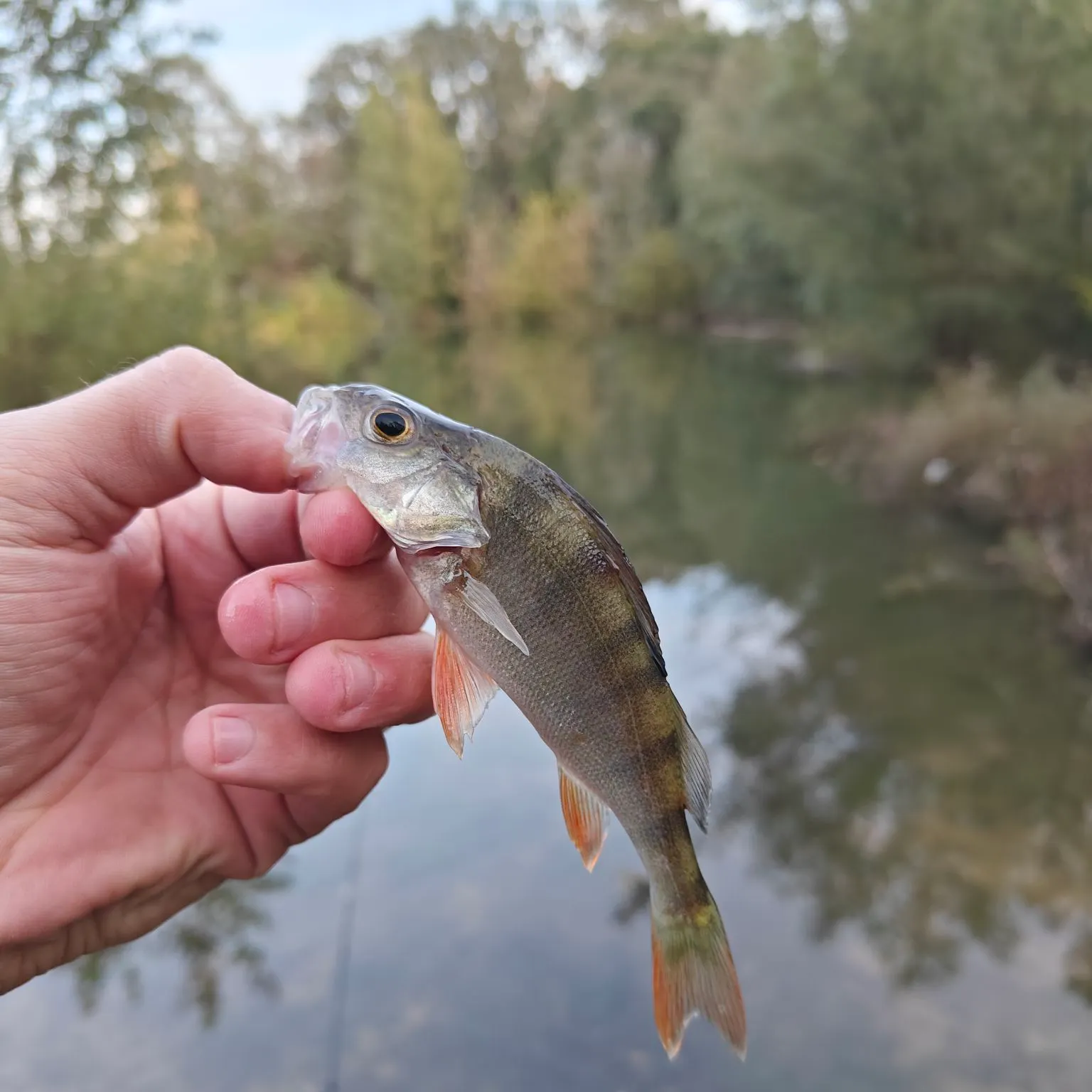 European perch caught on Fishbrain