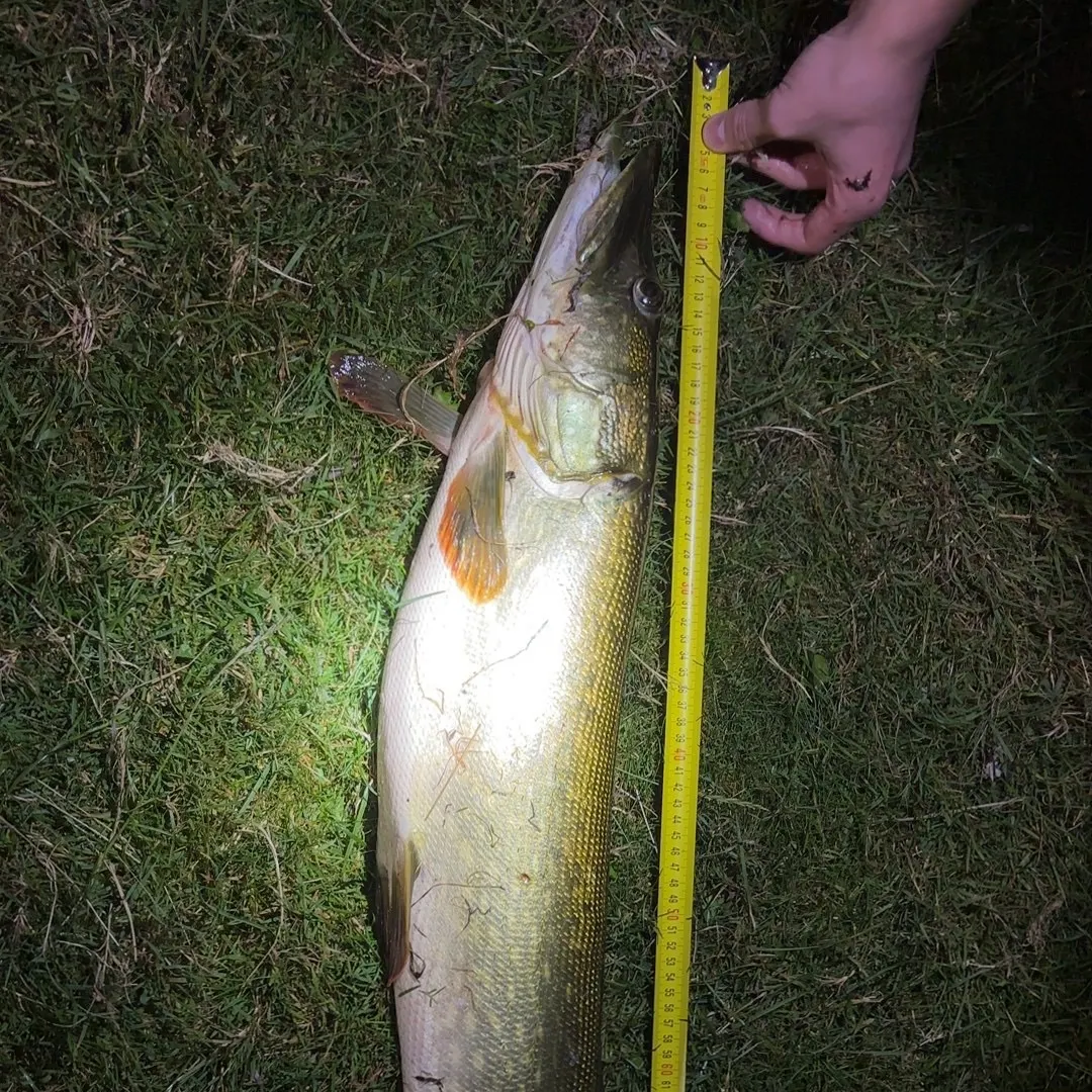 Northern pike caught on Fishbrain