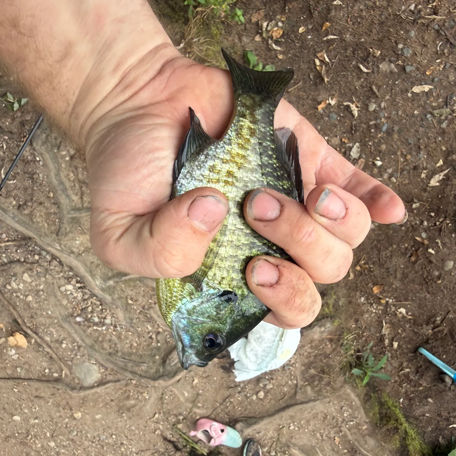 Bluegill caught on Fishbrain