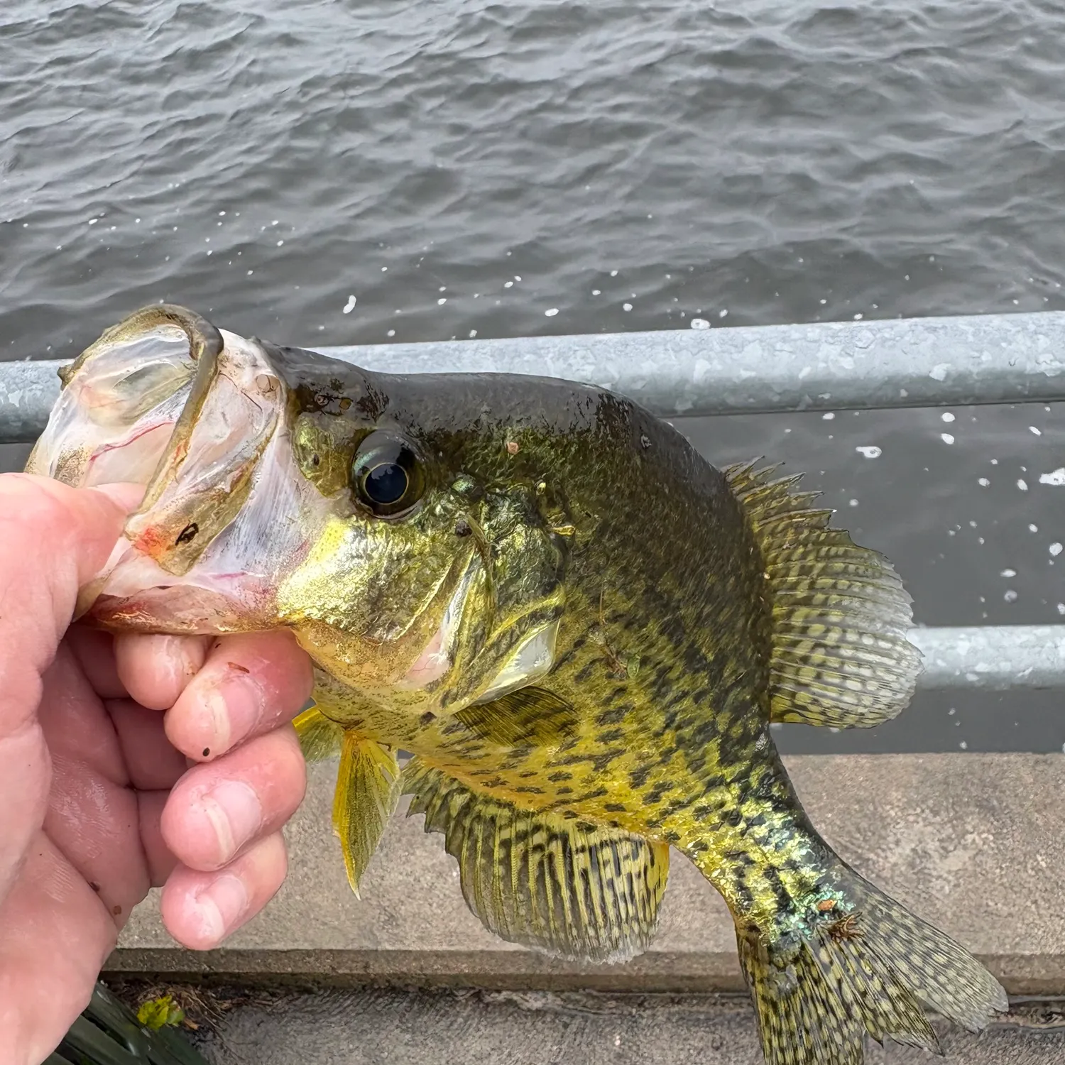 Black crappie caught on Fishbrain