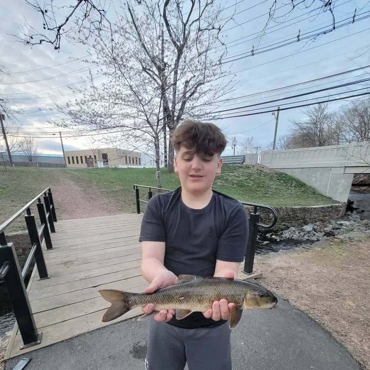 The most recent White sucker catches on Fishbrain