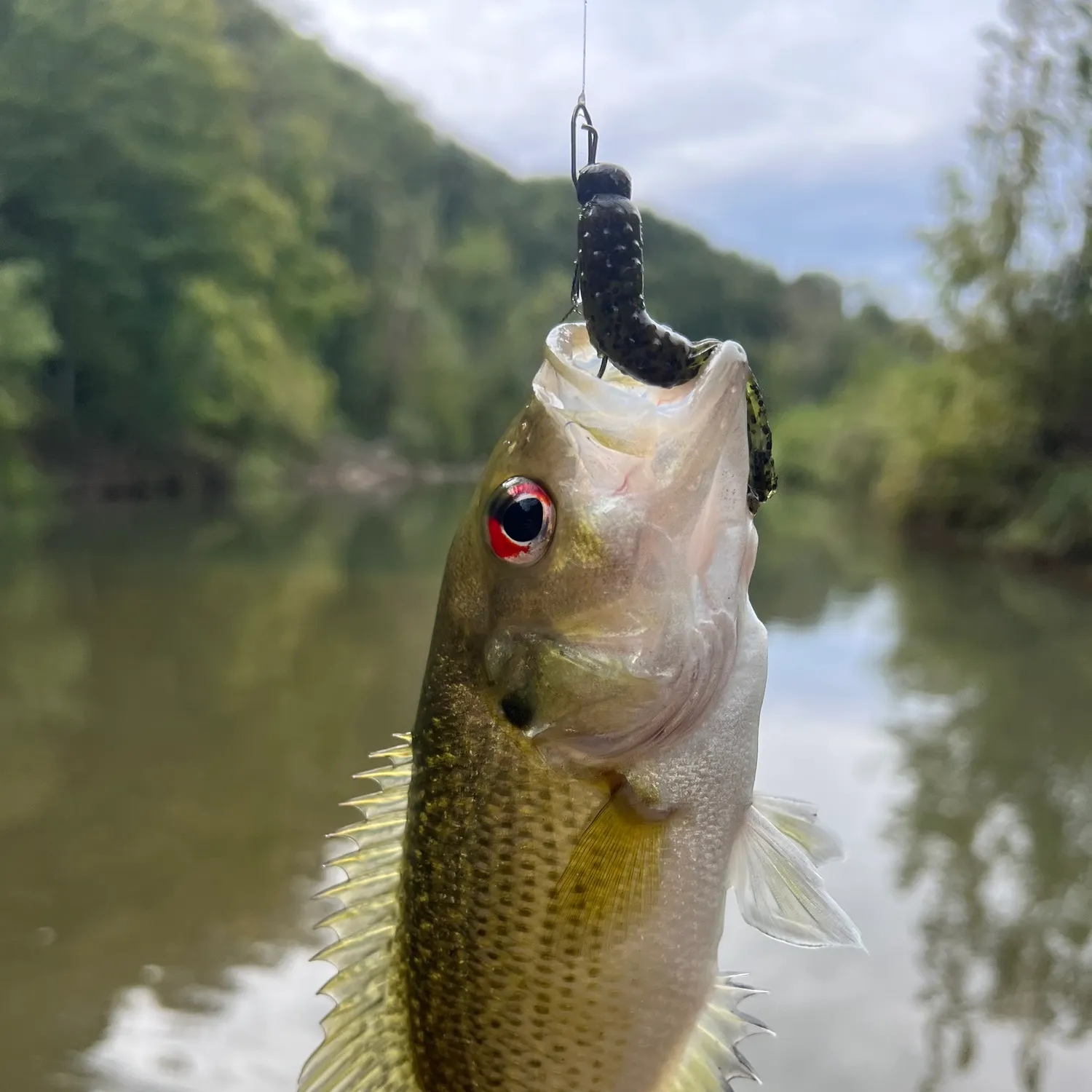 Rock bass caught on Fishbrain
