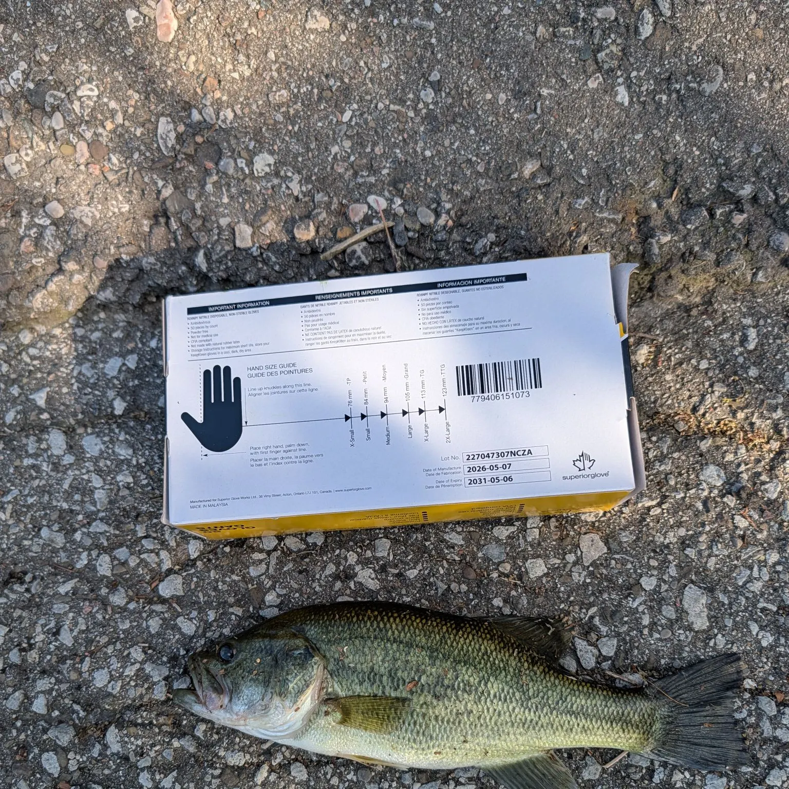 Largemouth bass caught on Fishbrain