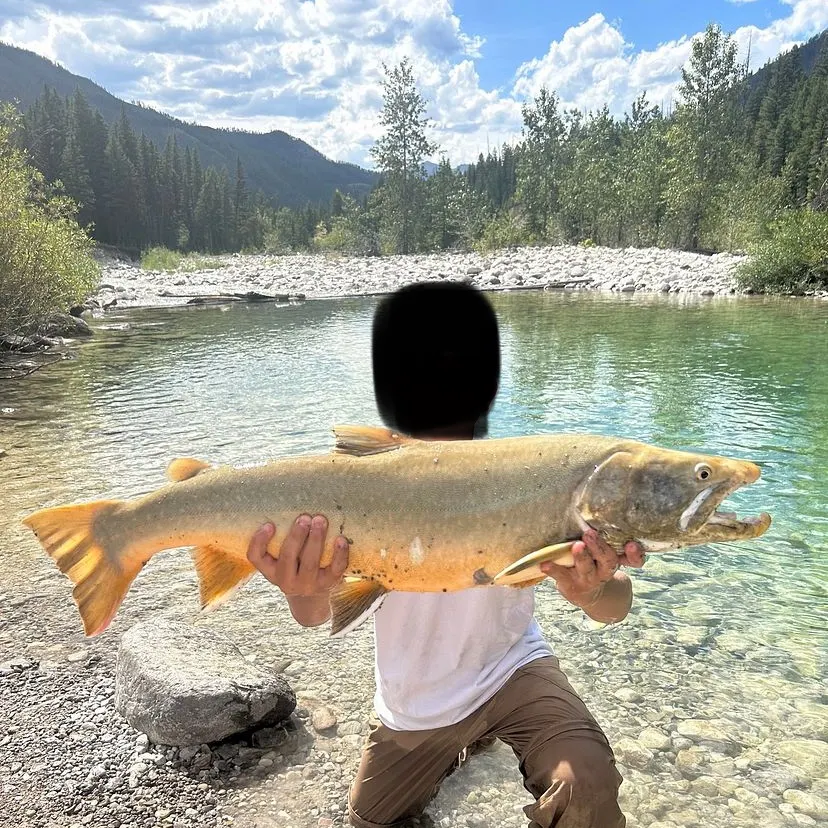 The most recent Bull trout catches on Fishbrain