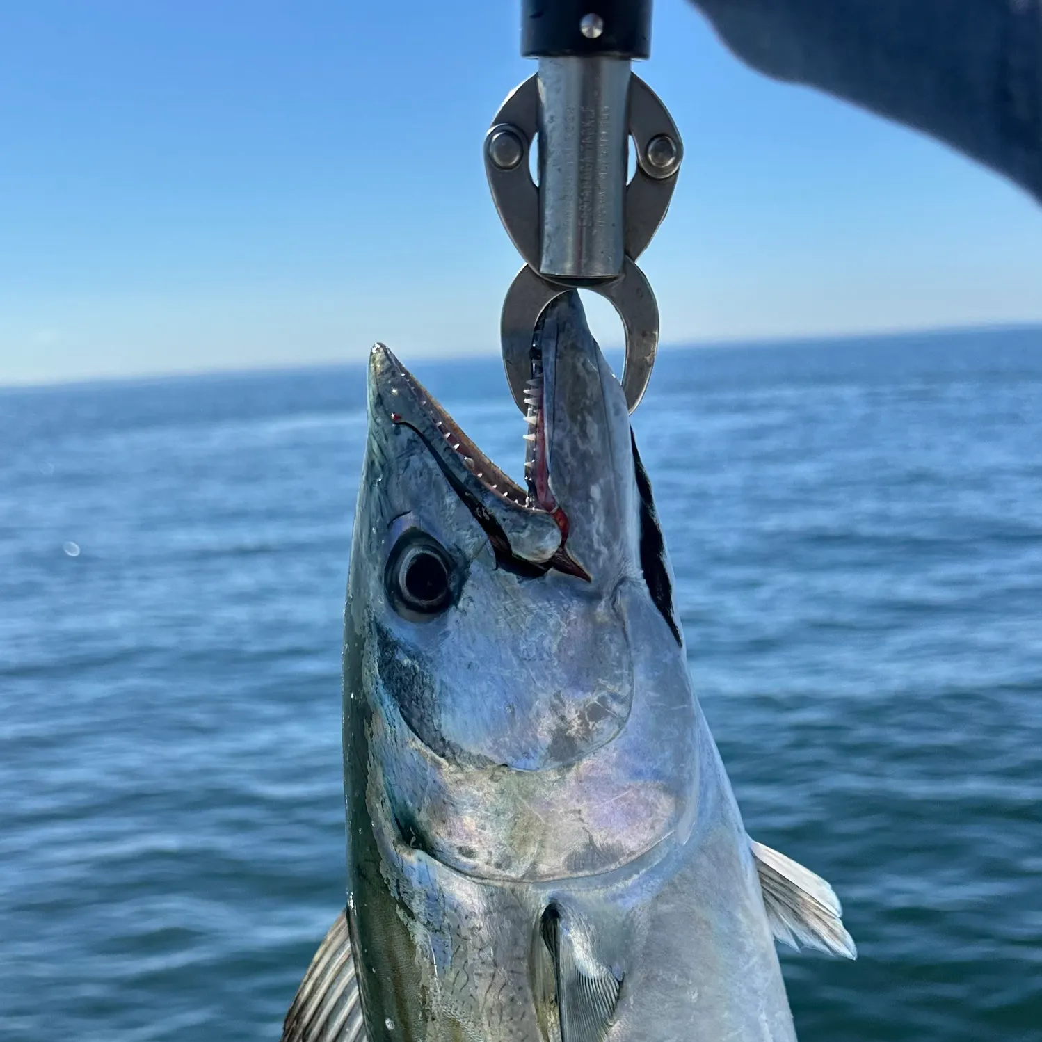 The most recent Skipjack tuna catches on Fishbrain