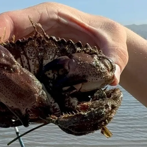 The most recent Pacific rock crab catches on Fishbrain