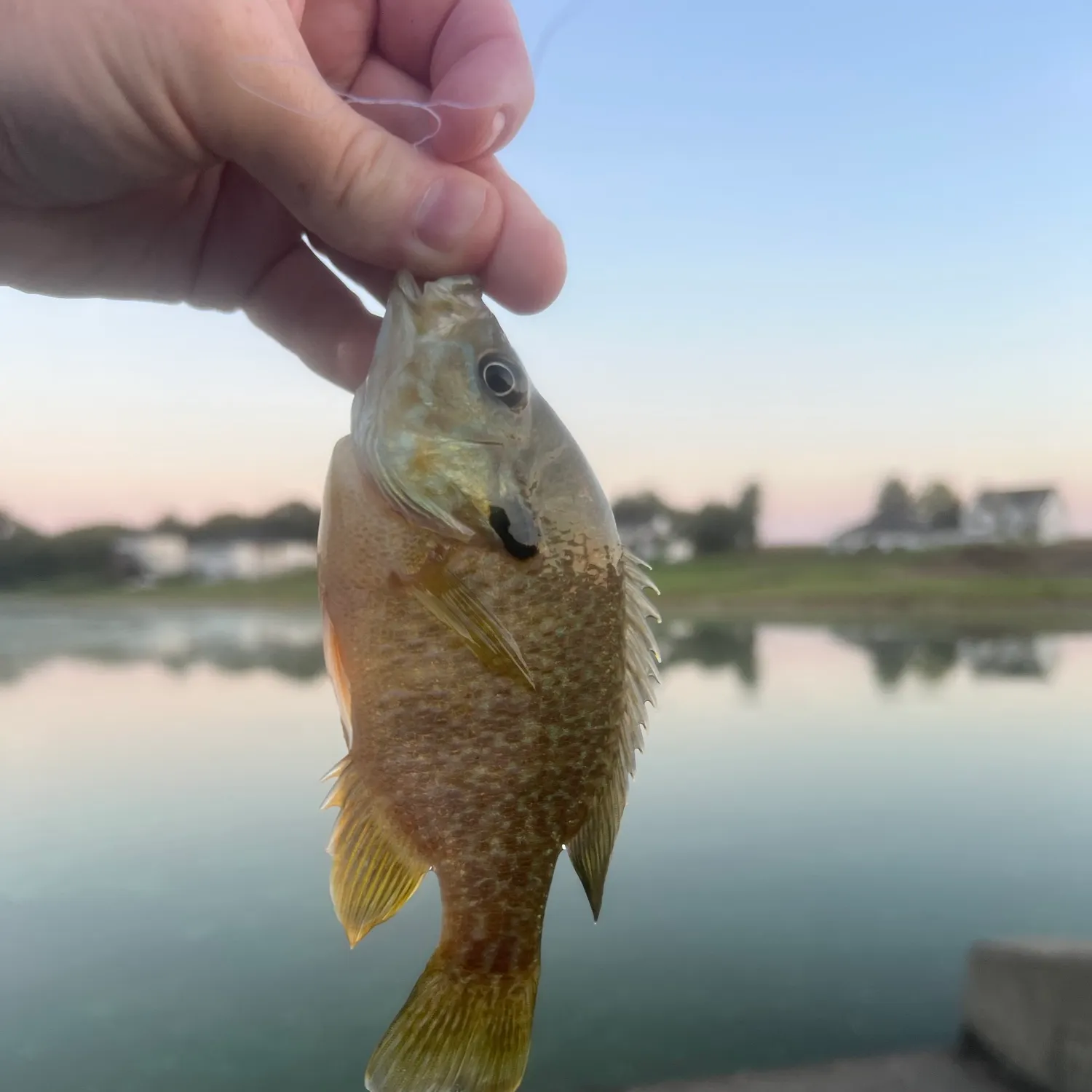 Greengill hybrid caught on Fishbrain