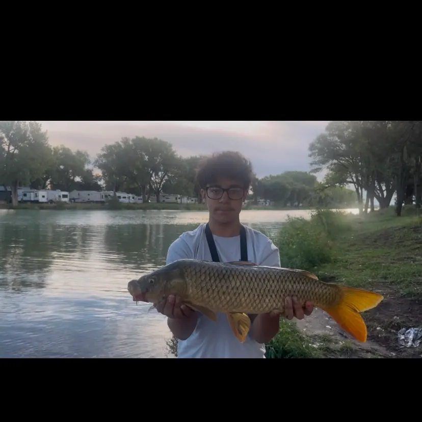 Common carp caught on Fishbrain