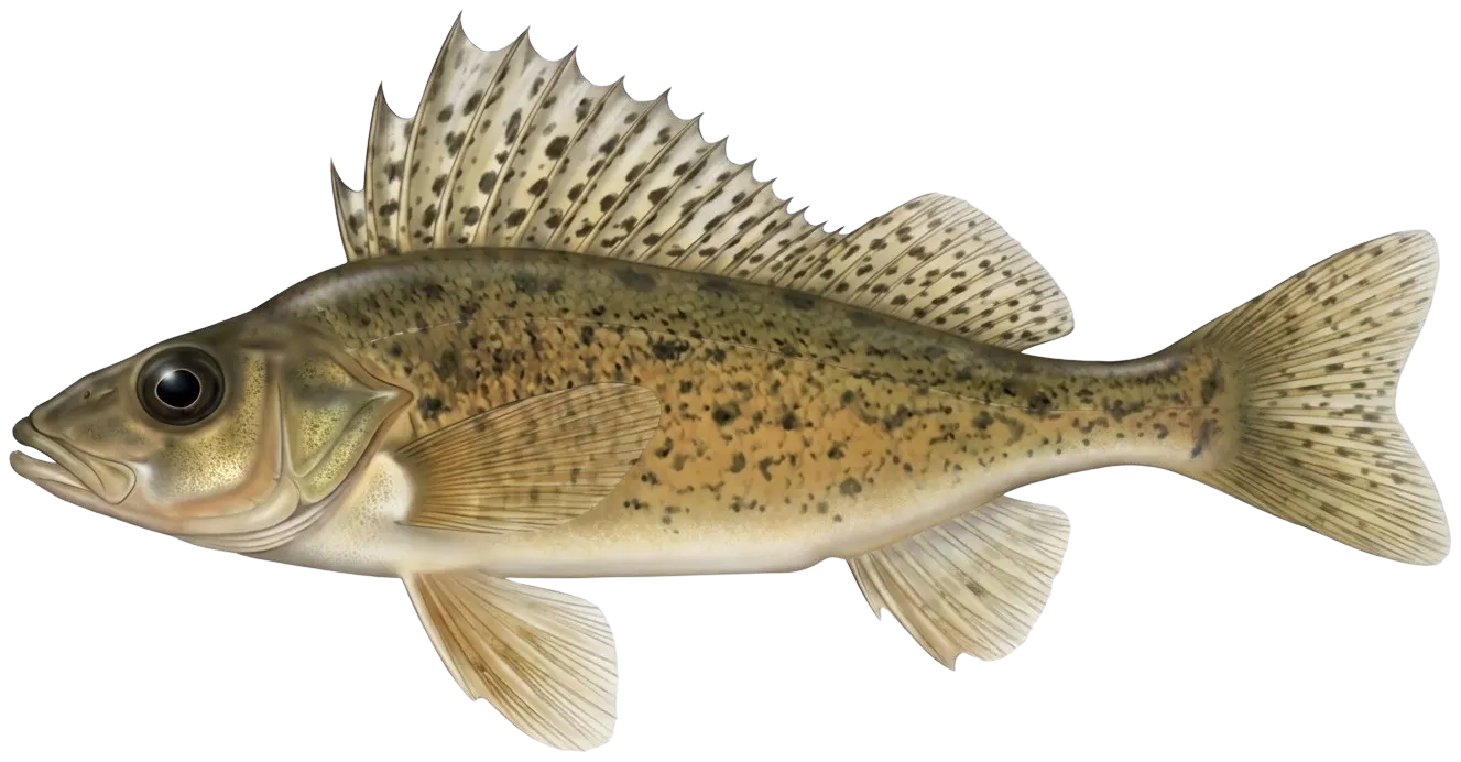 Eurasian ruffe