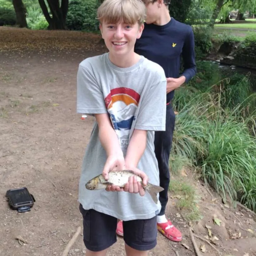 The most recent European chub catches on Fishbrain