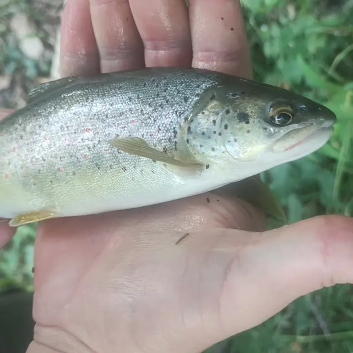 Brown trout caught on Fishbrain