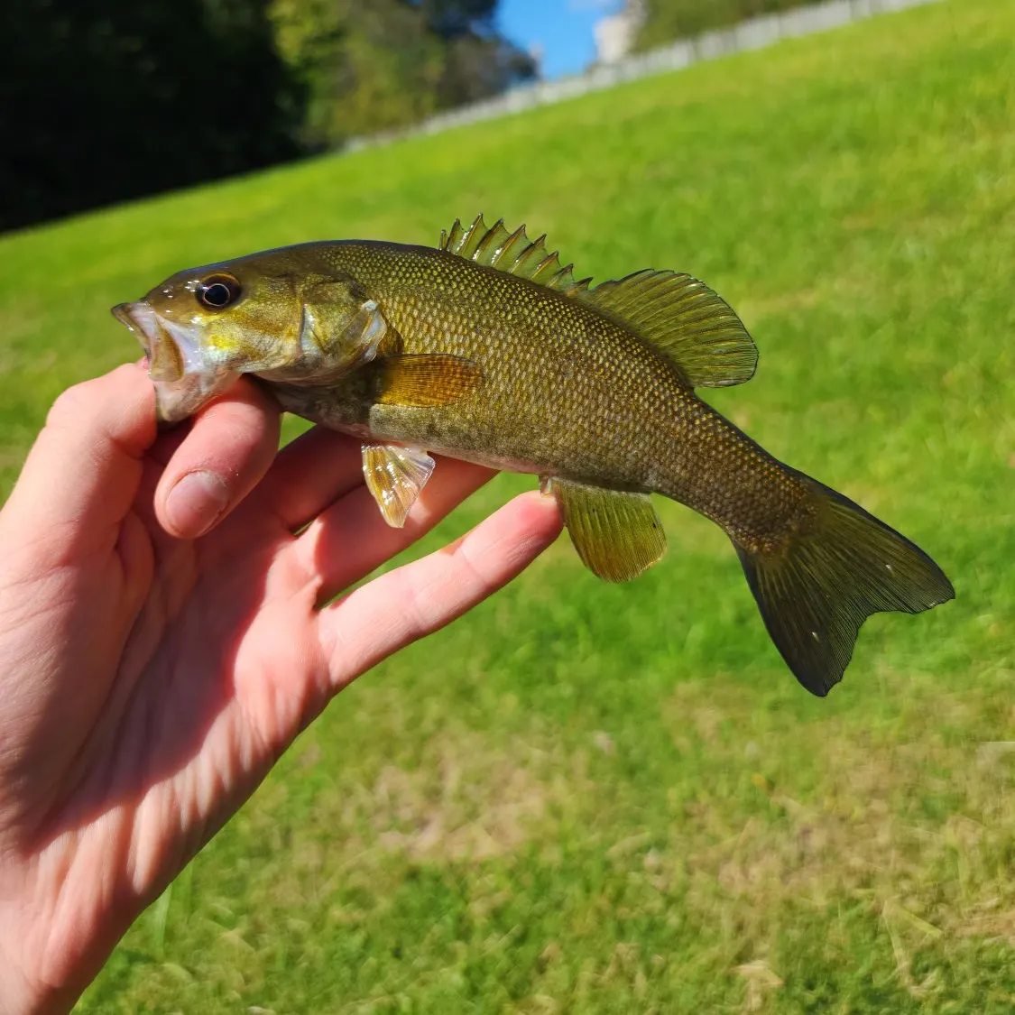 Smallmouth bass caught on Fishbrain