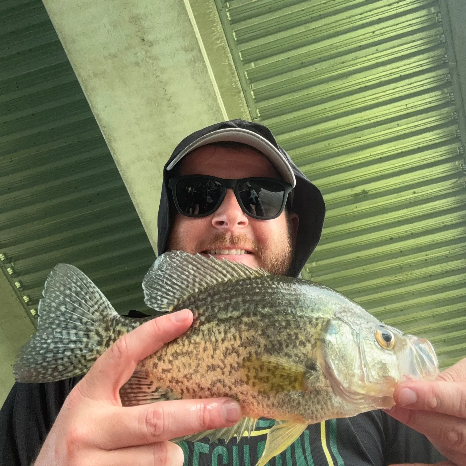 Black crappie caught on Fishbrain