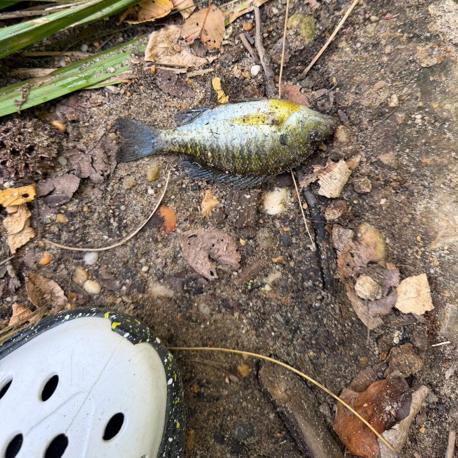 White crappie caught on Fishbrain