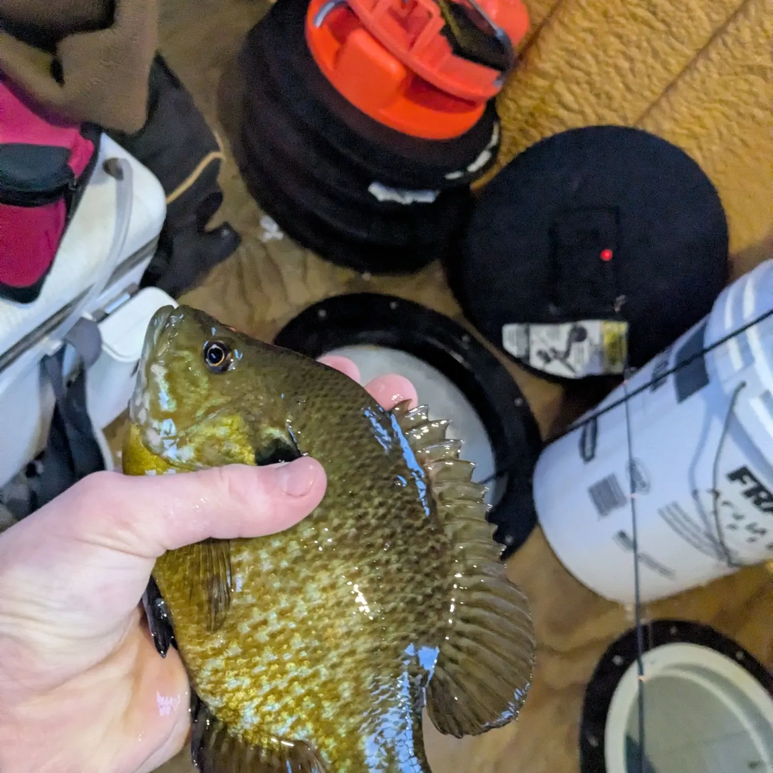 The most recent Pumpkinseed x green sunfish catches on Fishbrain