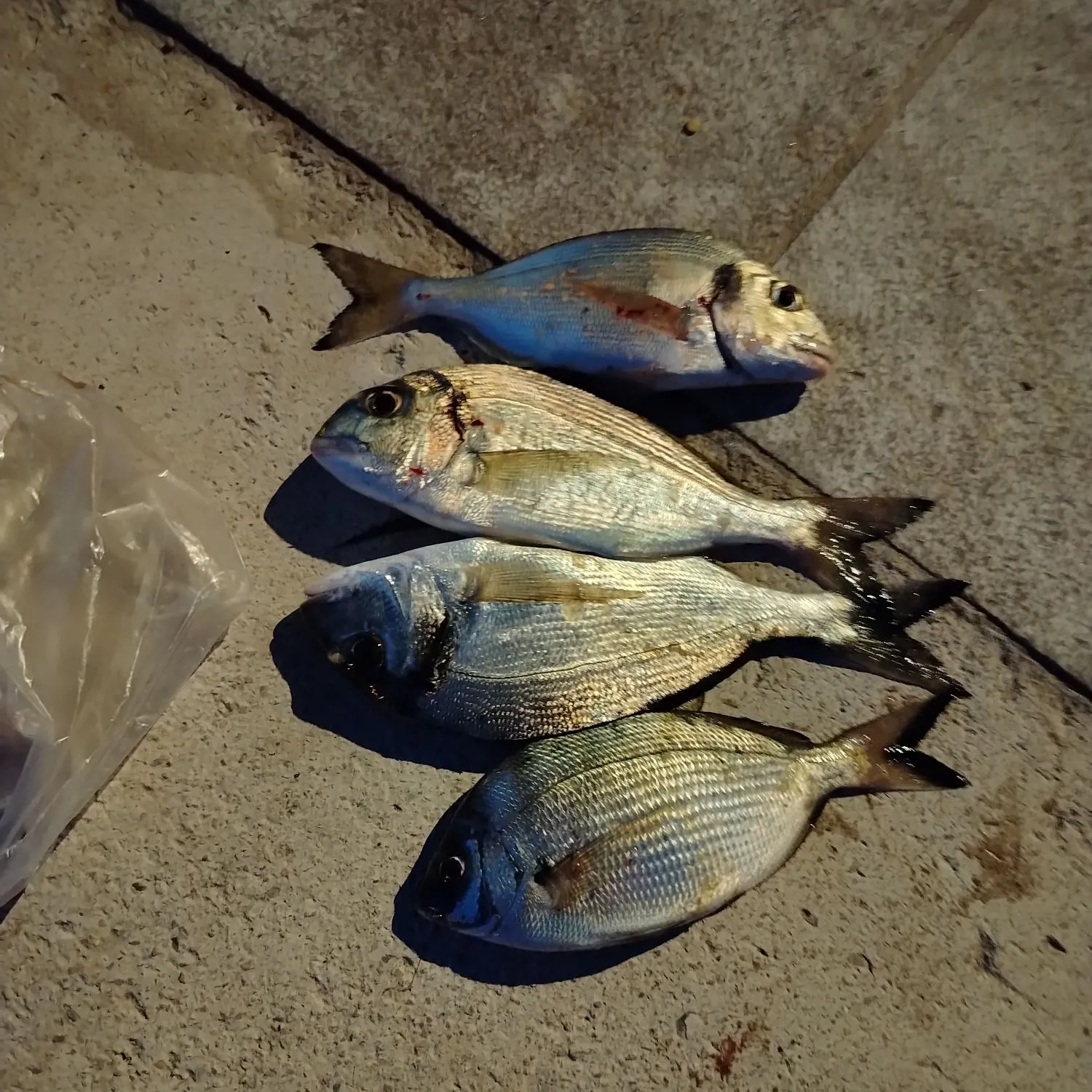 The most recent Gilthead seabream catches on Fishbrain