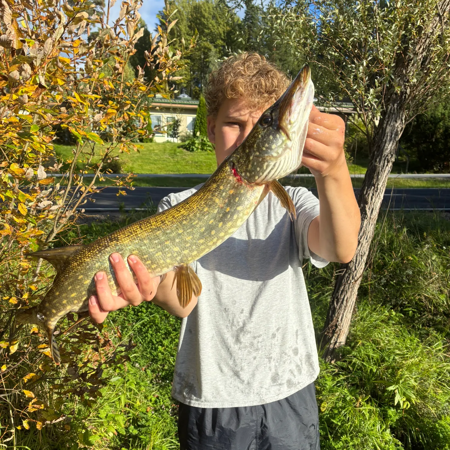 Northern pike caught on Fishbrain