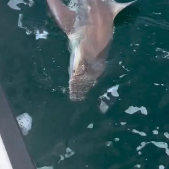 The most recent Sandbar shark catches on Fishbrain