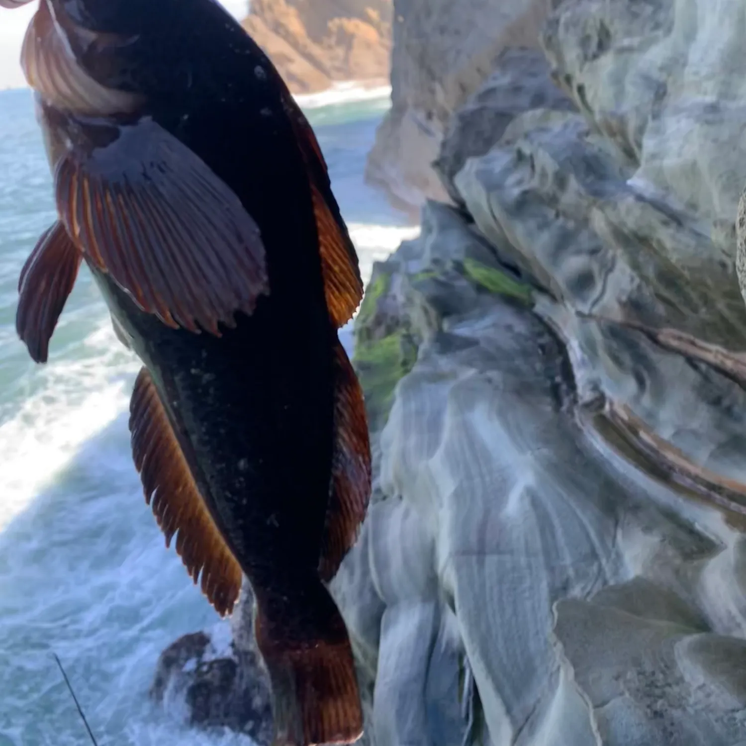 The most recent Kelp greenling catches on Fishbrain