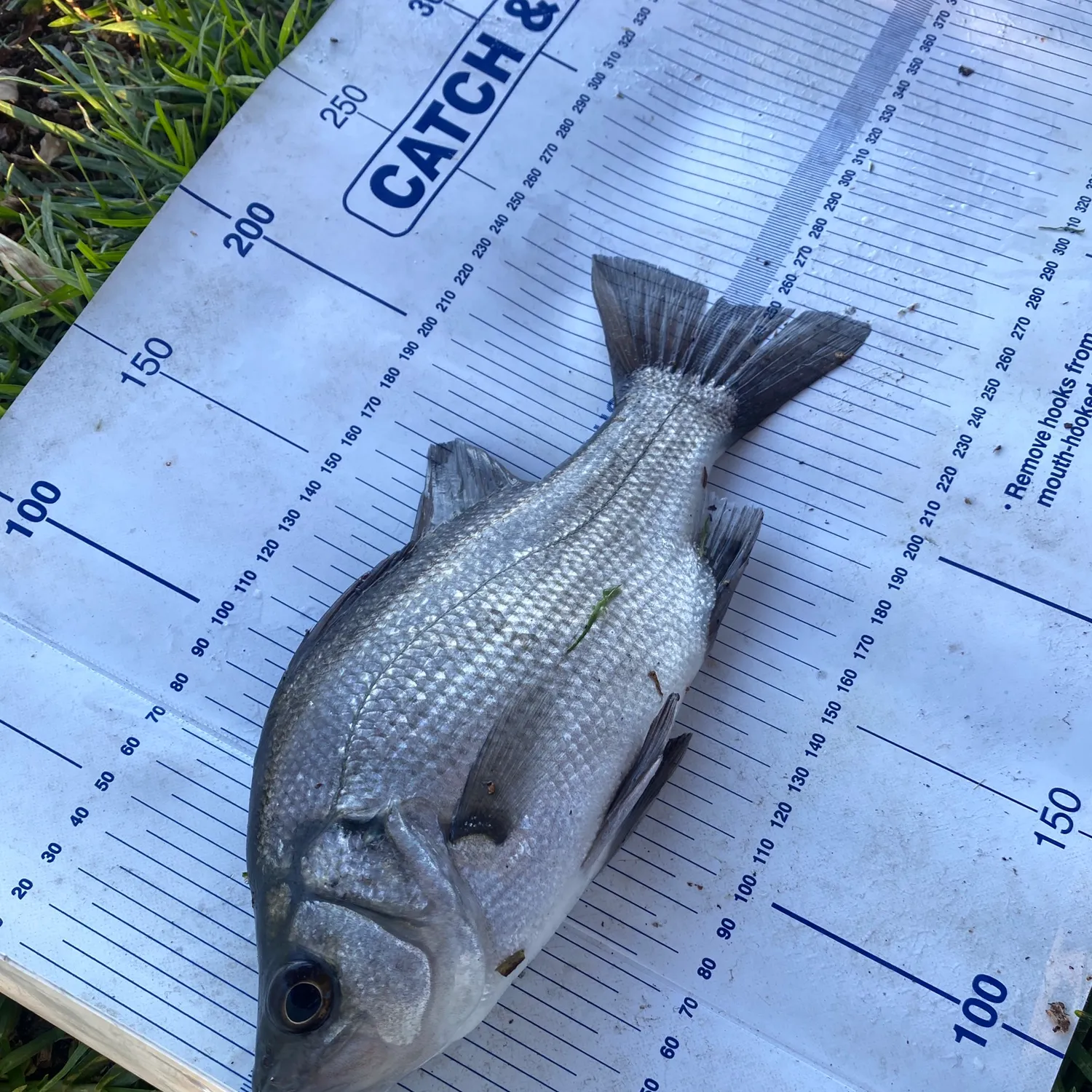 The most recent Estuary perch catches on Fishbrain