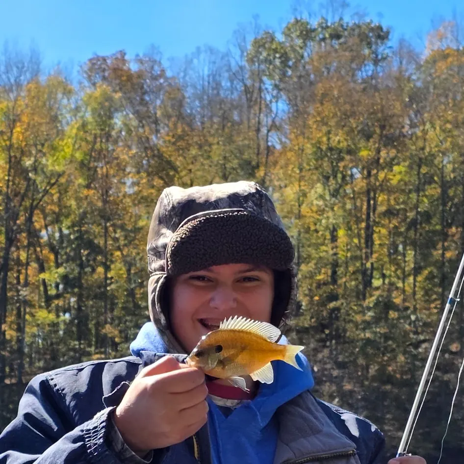 Bluegill caught on Fishbrain