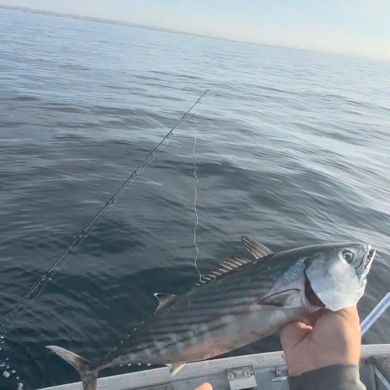 Pacific bonito caught on Fishbrain