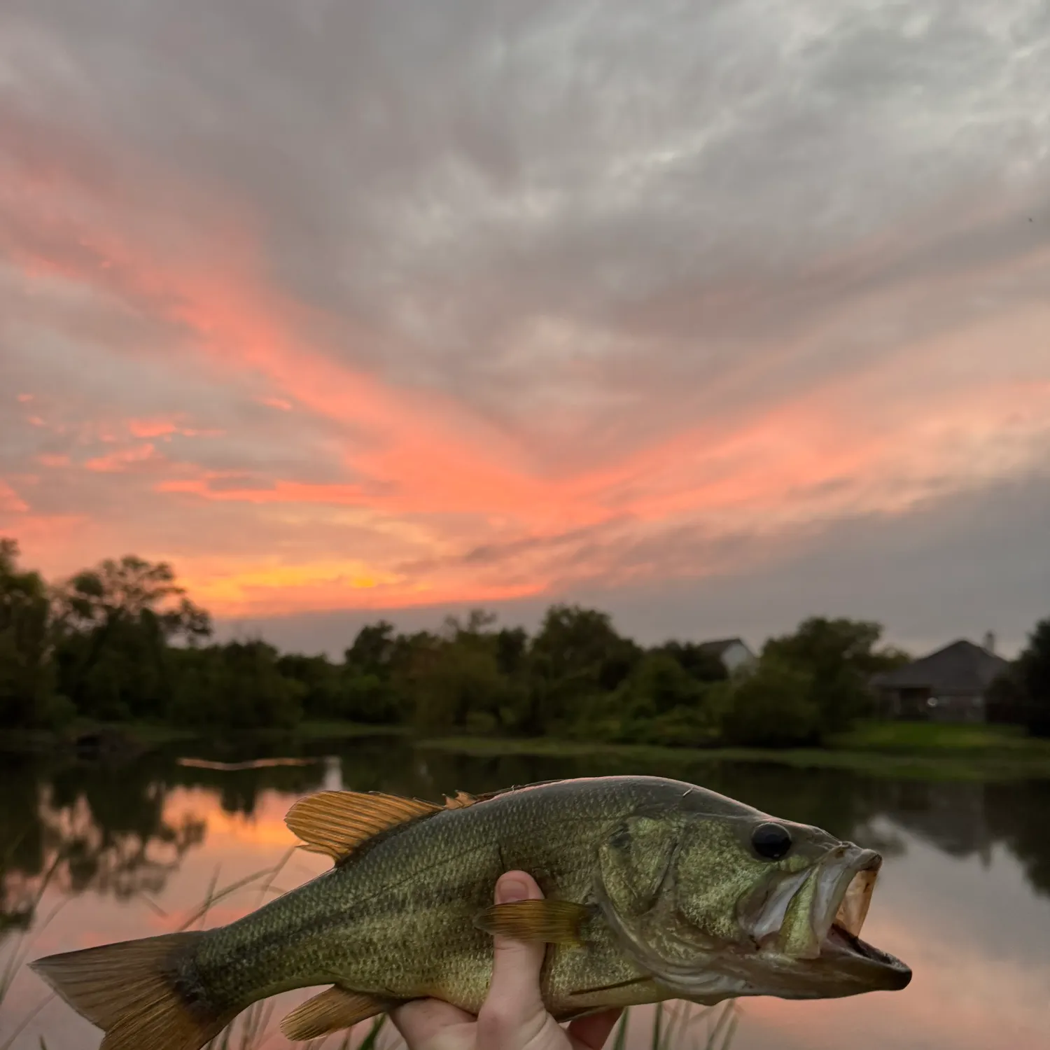 Largemouth bass caught on Fishbrain