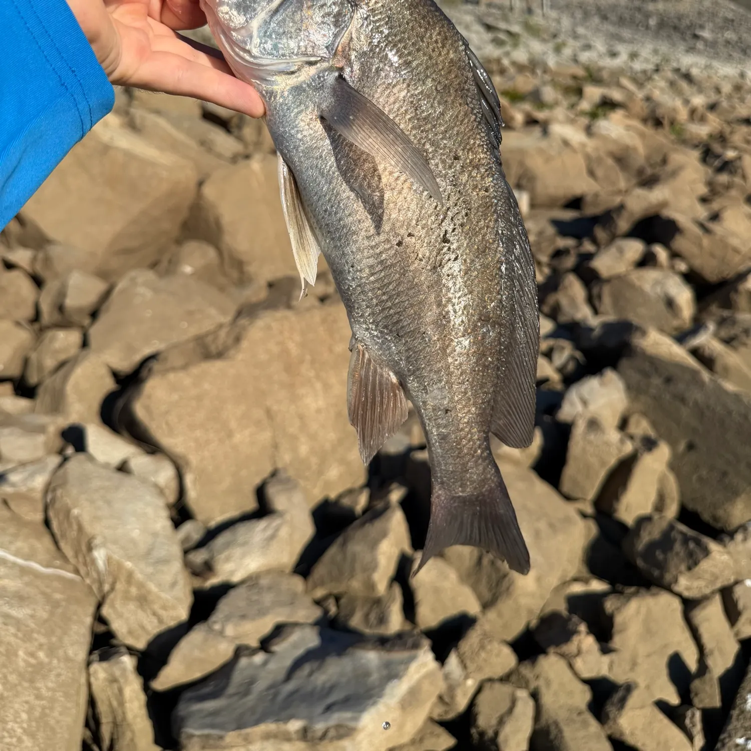 Freshwater drum caught on Fishbrain