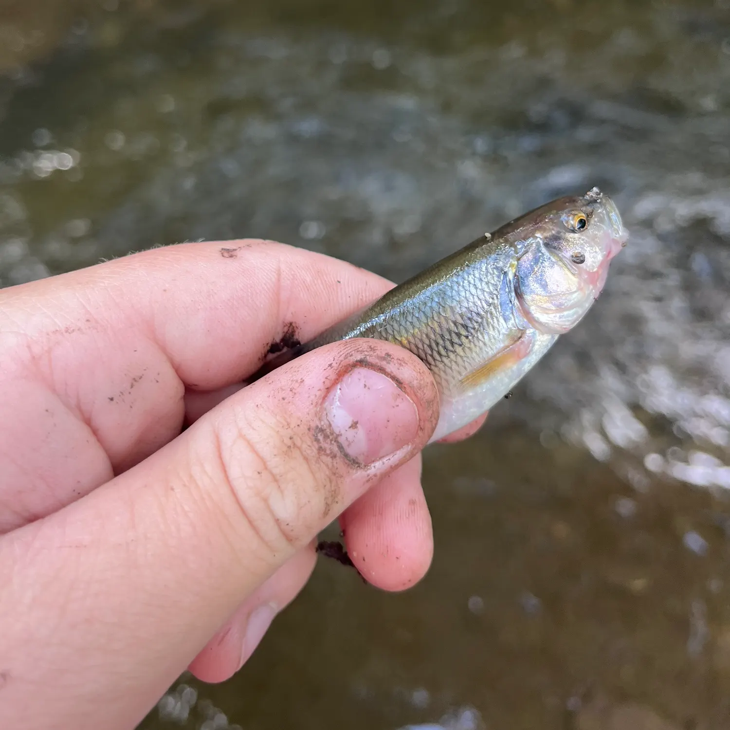 Creek chub caught on Fishbrain