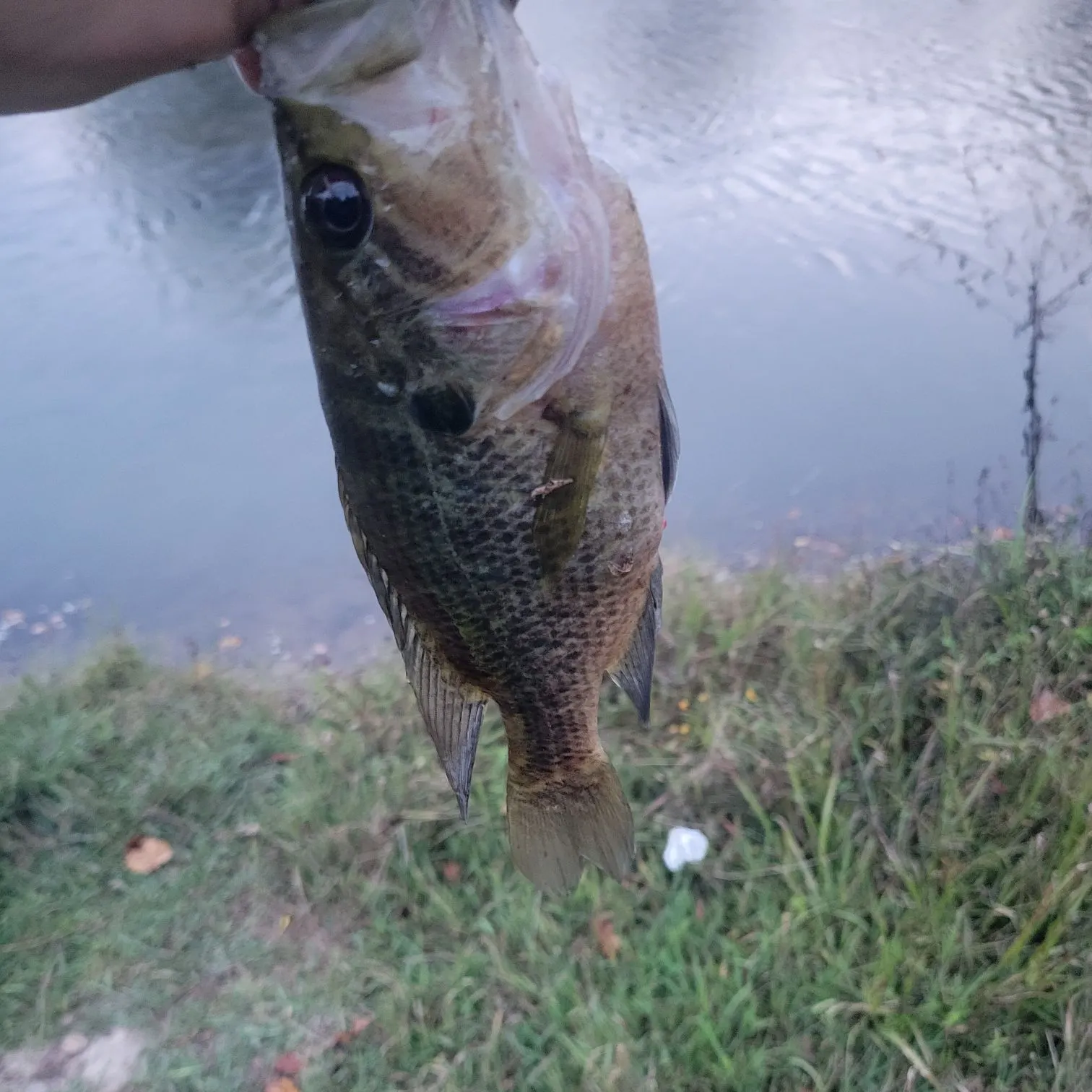 Warmouth caught on Fishbrain
