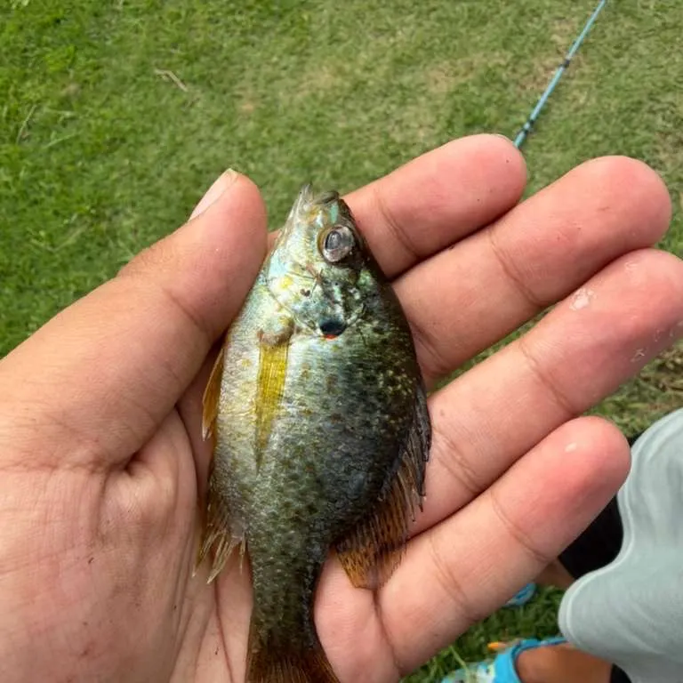 Redear sunfish caught on Fishbrain