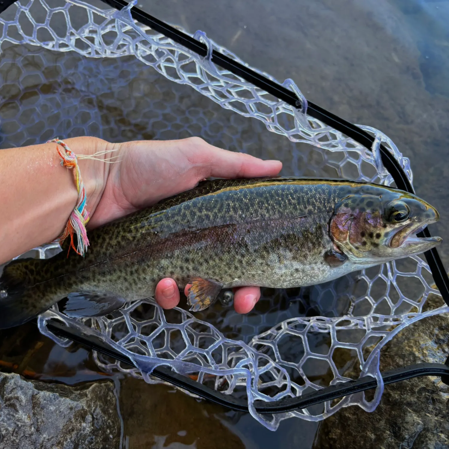 Cutbow caught on Fishbrain