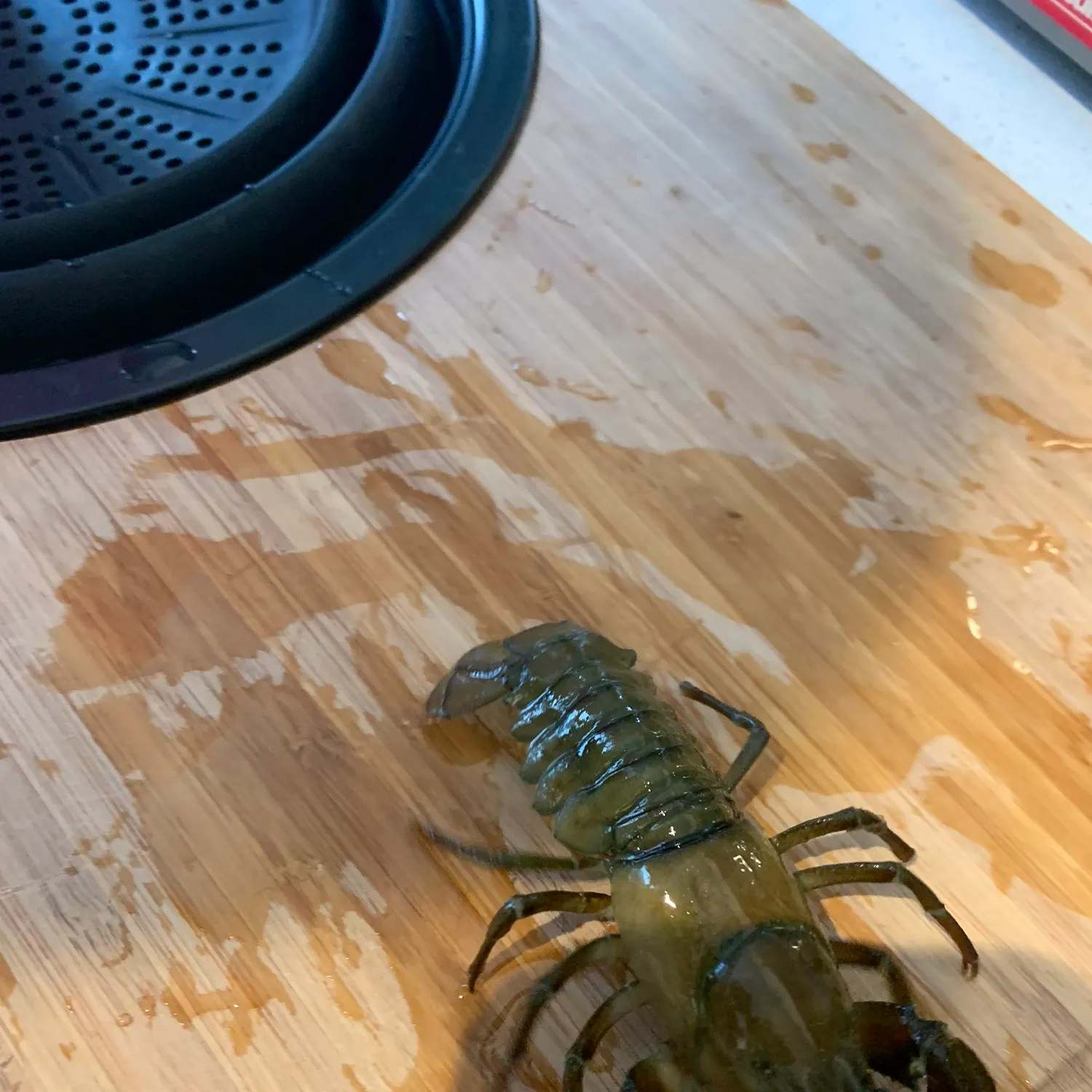 The most recent Signal crayfish catches on Fishbrain
