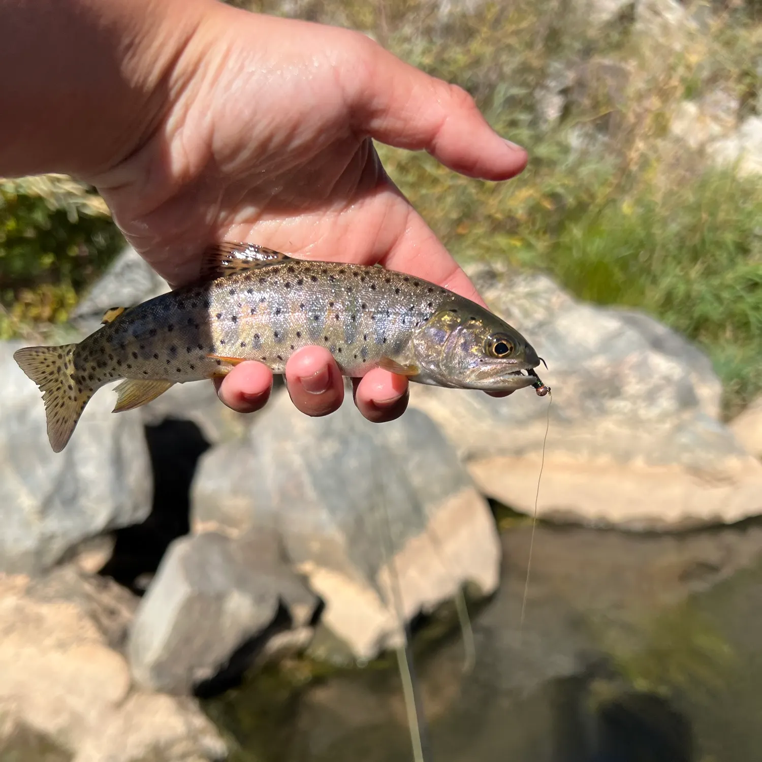Bonneville cutthroat trout caught on Fishbrain