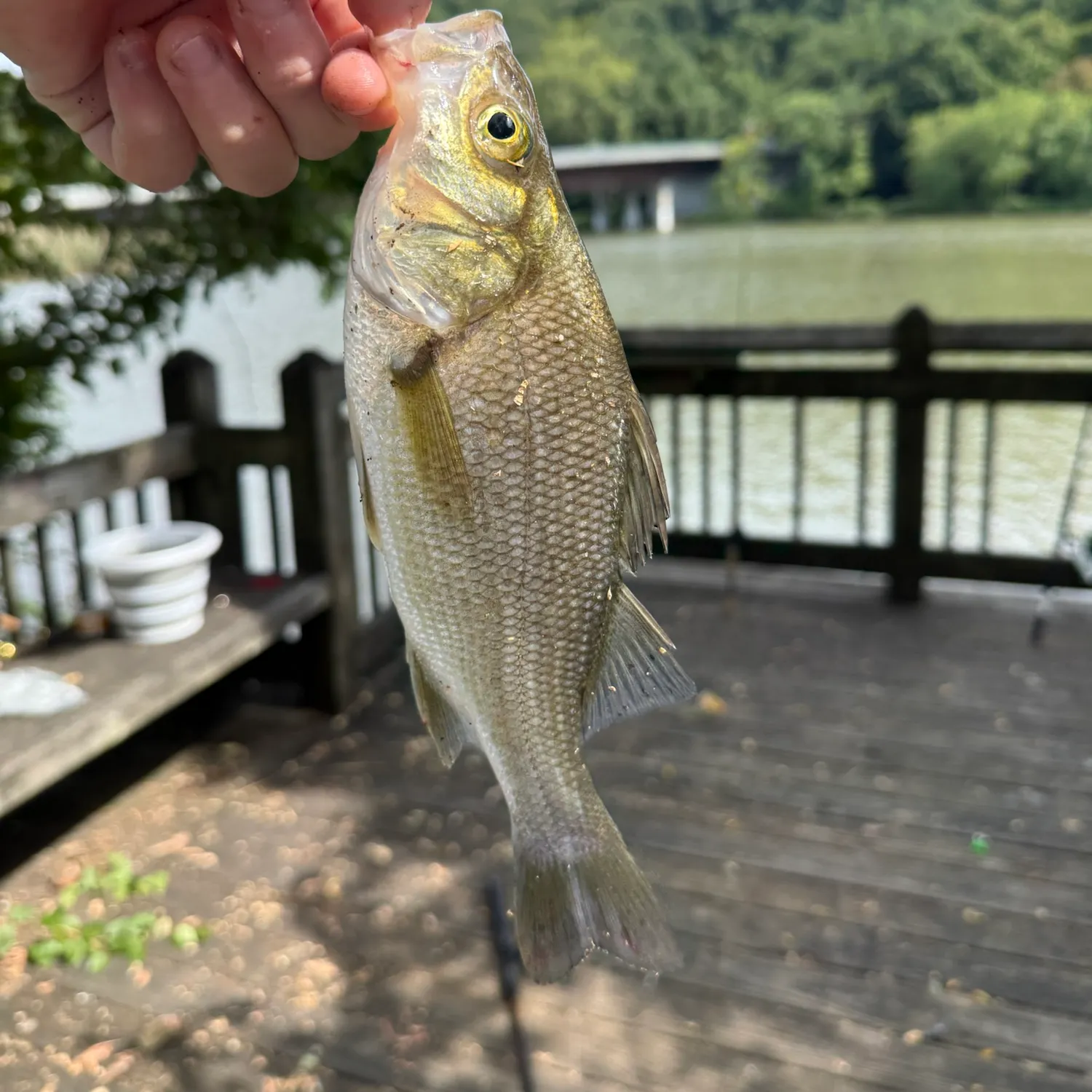 White perch caught on Fishbrain