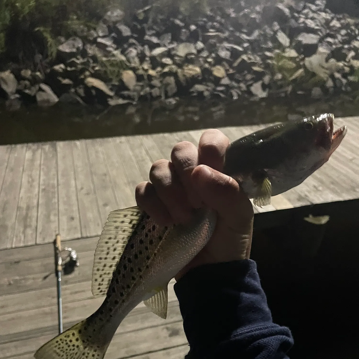 Spotted seatrout caught on Fishbrain