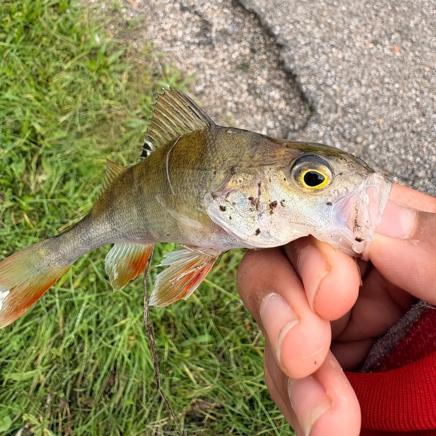 European perch caught on Fishbrain
