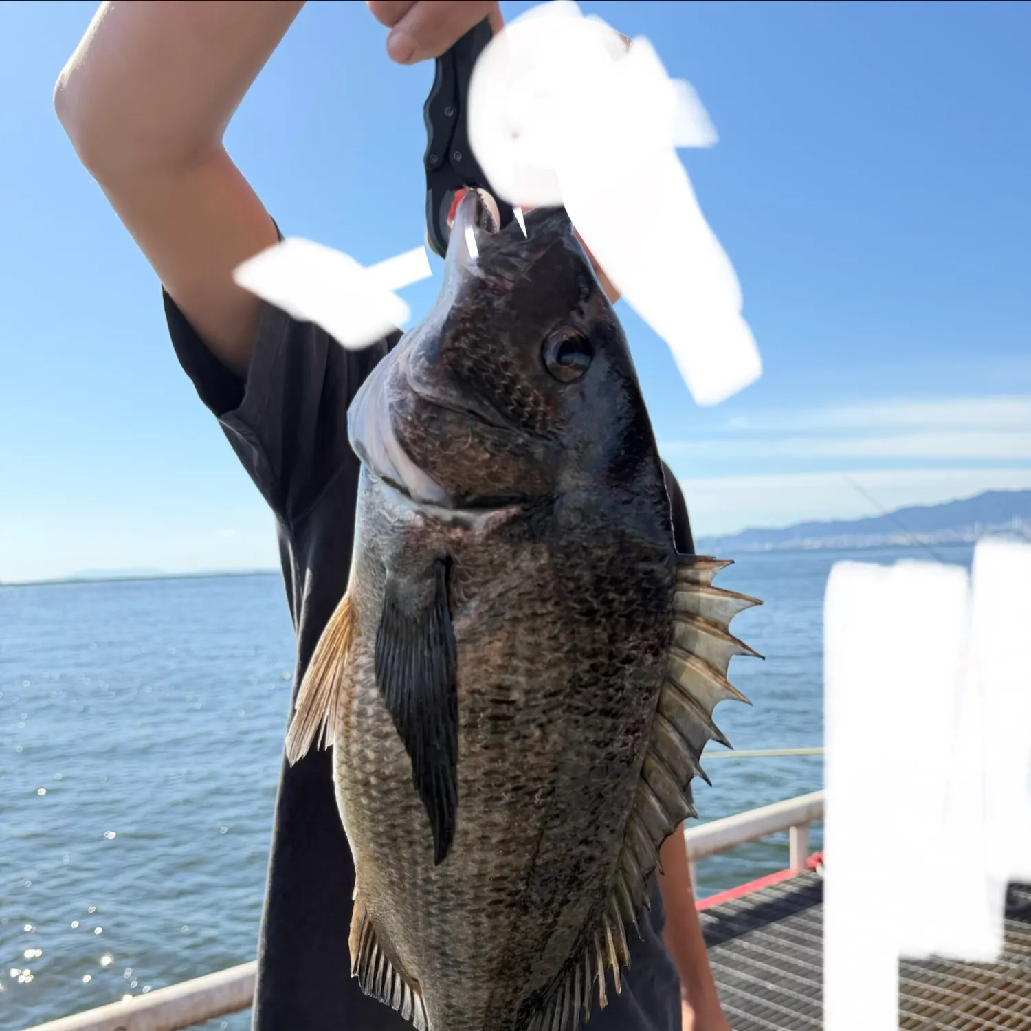 The most recent Blackhead seabream catches on Fishbrain