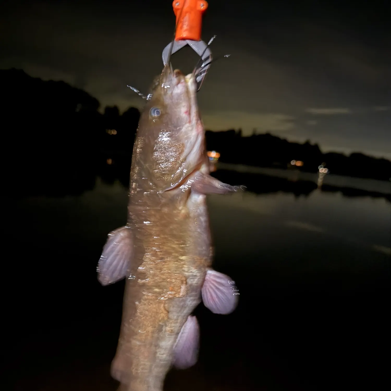 Black bullhead caught on Fishbrain