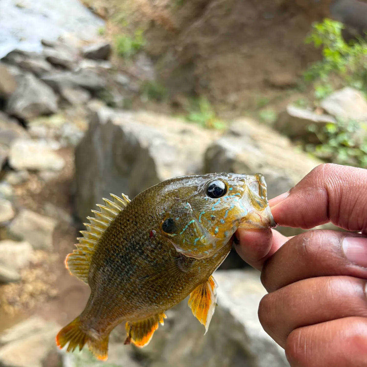 Green sunfish caught on Fishbrain