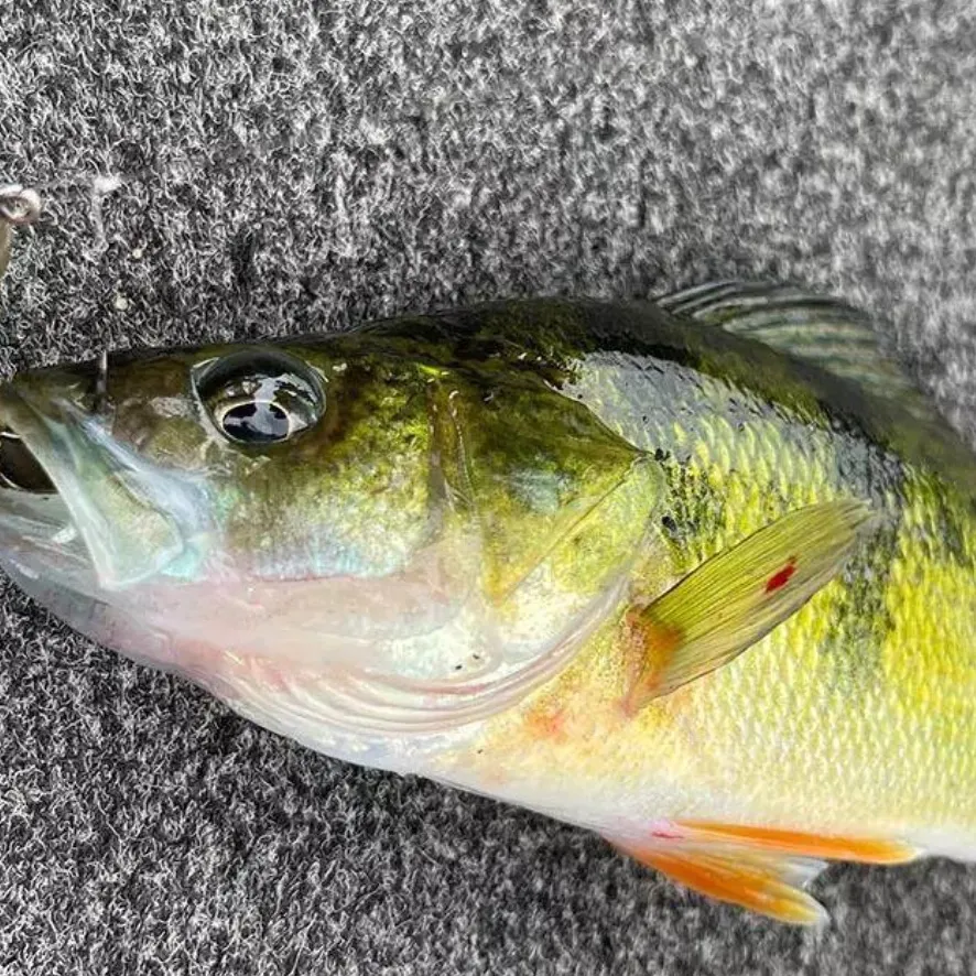 Yellow perch caught on Fishbrain