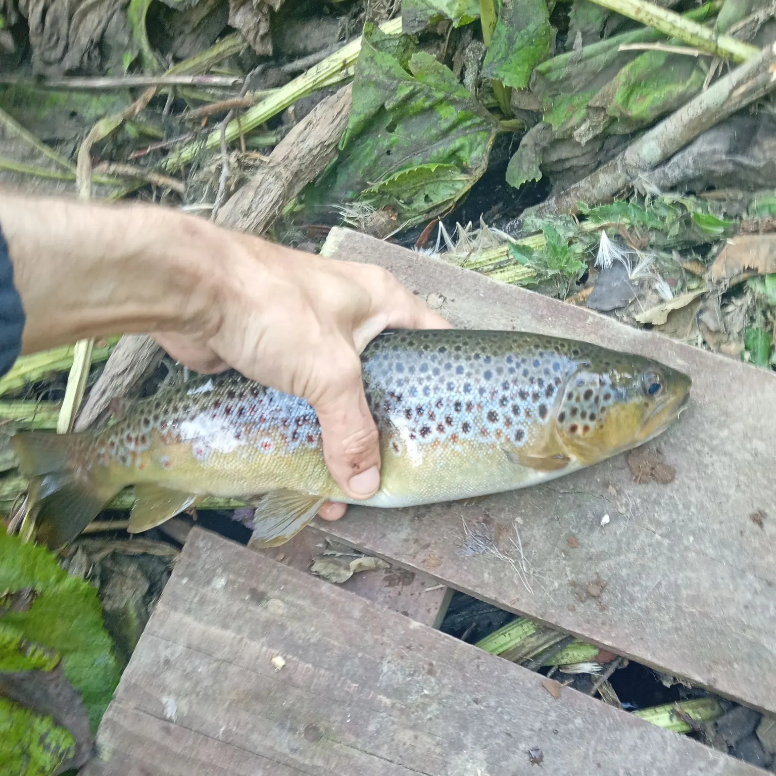 Brown trout caught on Fishbrain