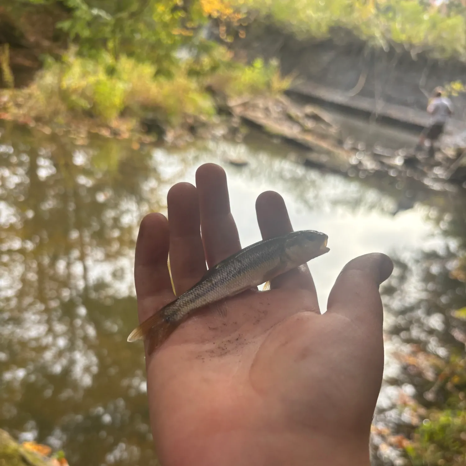 Creek chub caught on Fishbrain